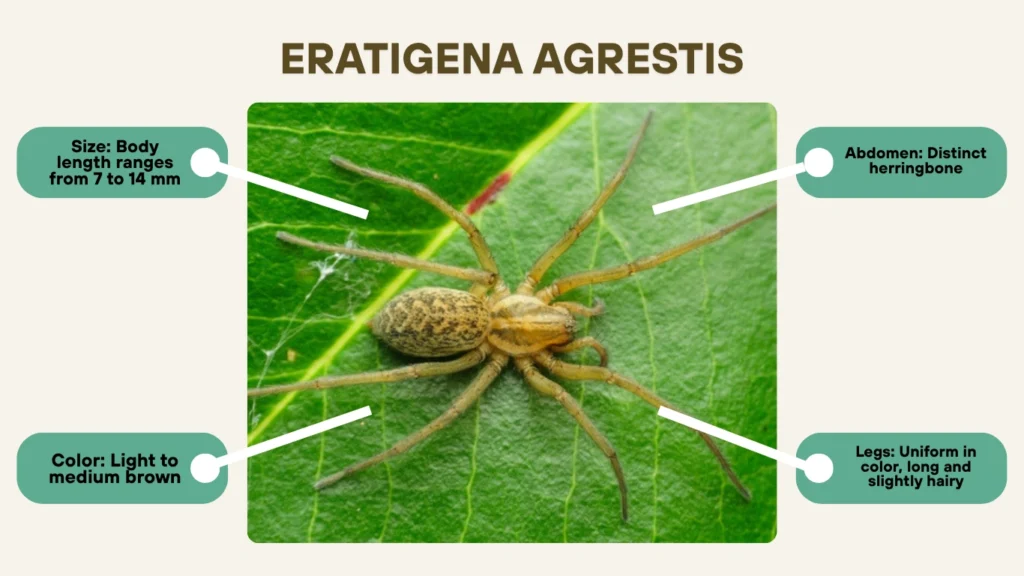 Eratigena agrestis (Hobo Spider – Scientific Focus)