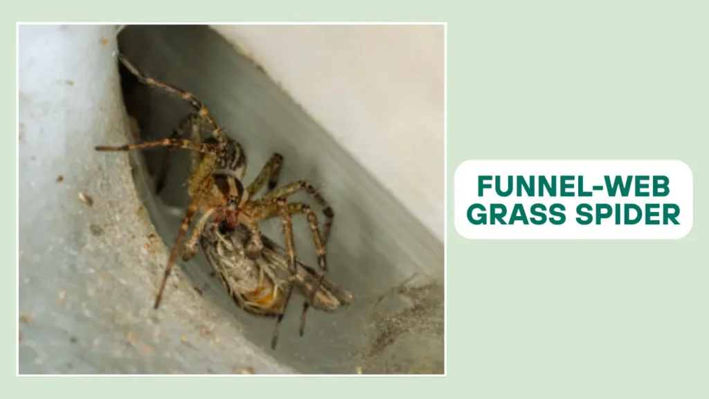 Funnel-Web Grass Spider