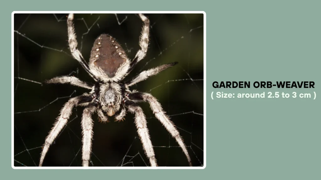 Garden Orb-Weaver