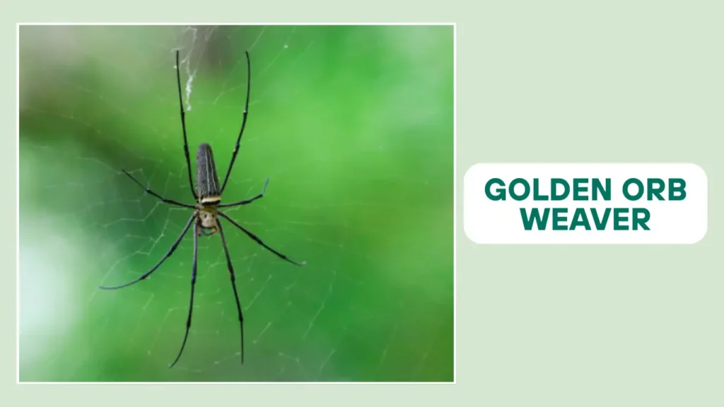 Golden Orb-Weaver