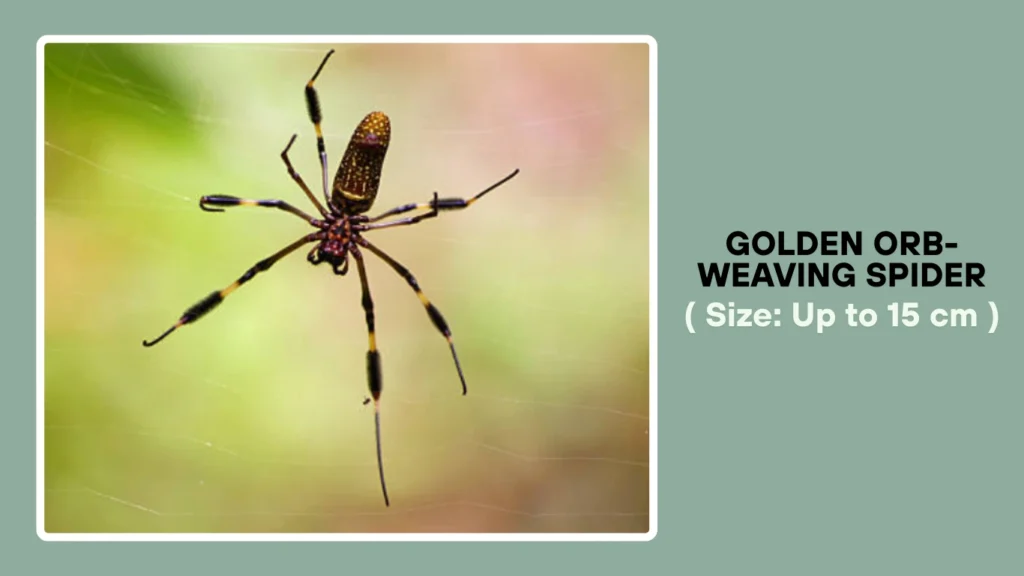 Golden Orb-Weaving Spider