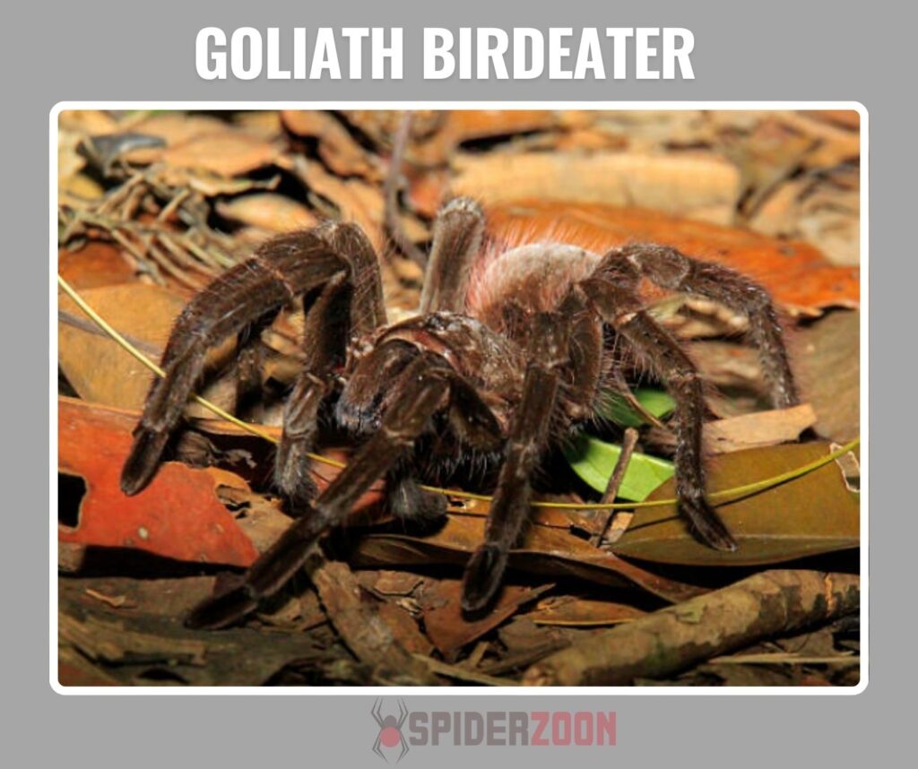 Can You Keep a Goliath Birdeater as a Pet
