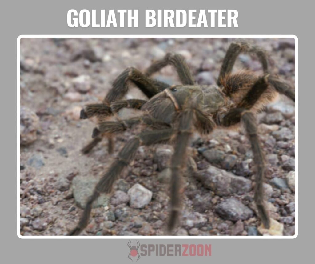 Goliath Birdeater Facts