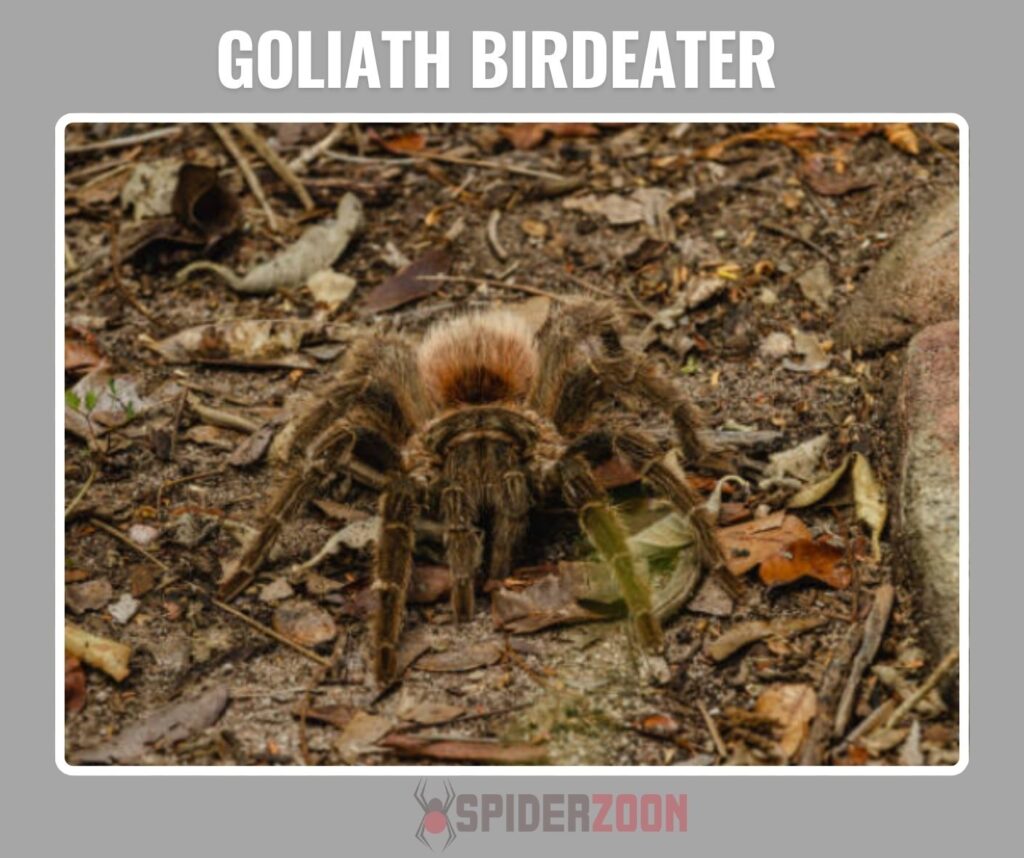  Mating Behavior and Risk to Males