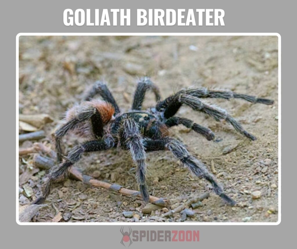 Sensory Adaptations: Legs and Eyes