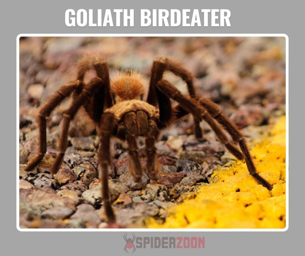 Defensive Behavior: Urticating Hairs and Threat Displays