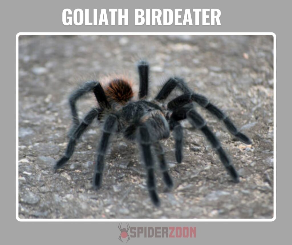  Does It Really Eat Birds