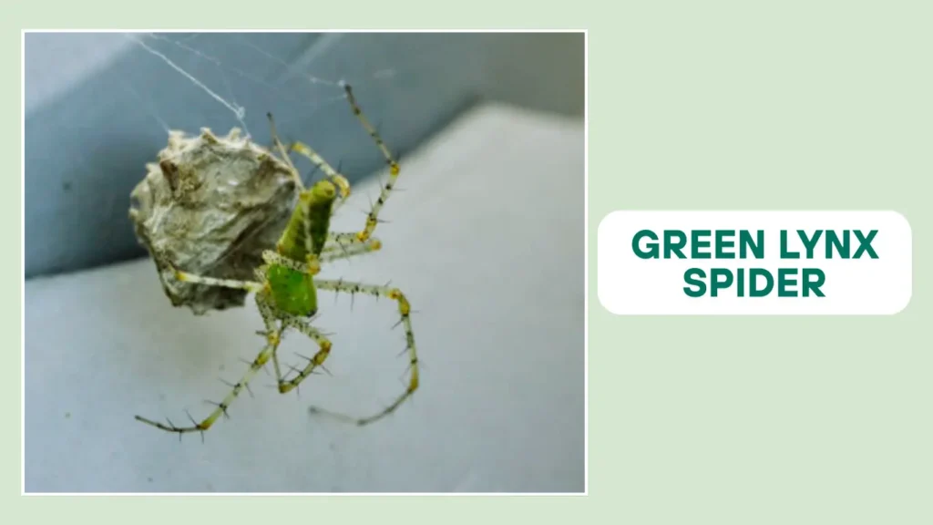 Green Lynx Spider