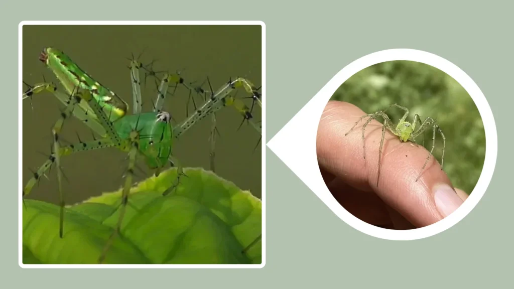 Green Lynx Spider Bite on Humans Symptoms and Safety Tips