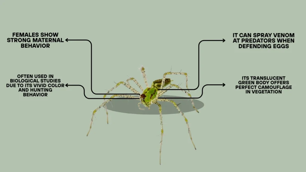 Green Lynx Spider Facts 