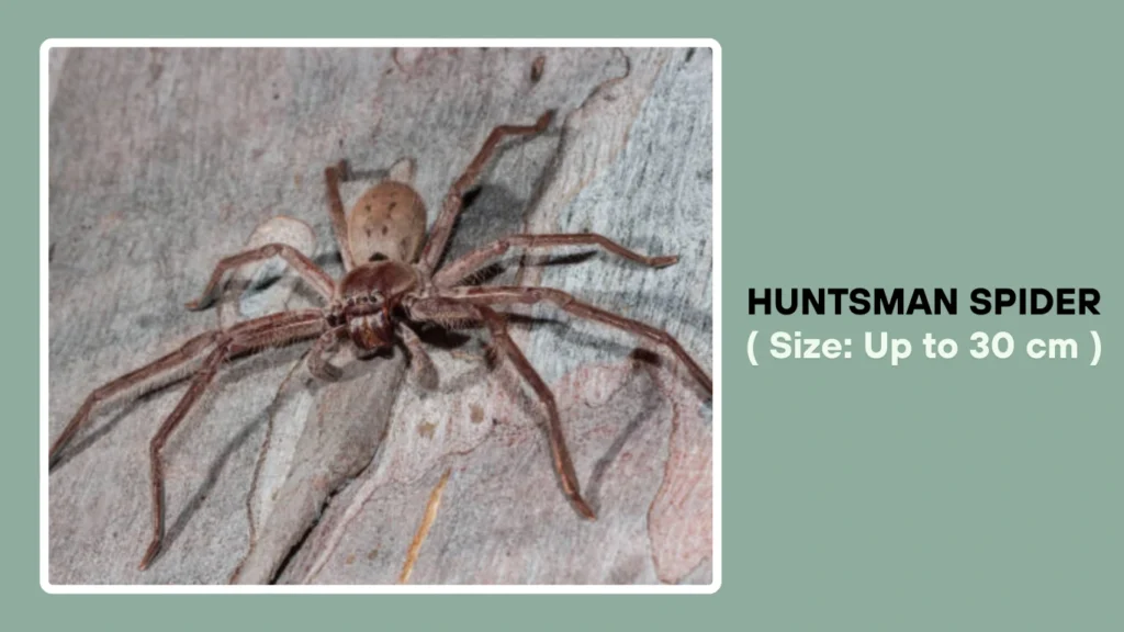 7 Biggest Spiders In Australia Size Identification With Pictures 7 Biggest Spiders In Australia Size Identification With Pictures