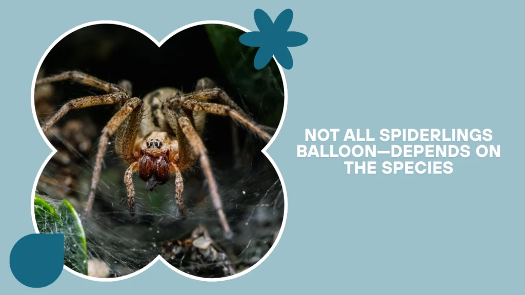 Not all spiderlings balloon—depends on the species