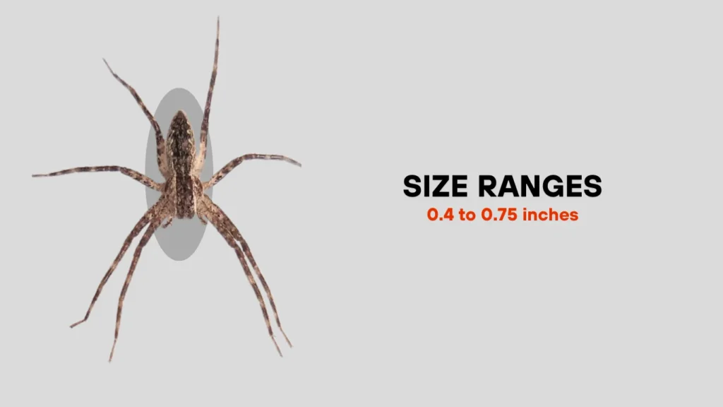 Nursery Web Spider Identification