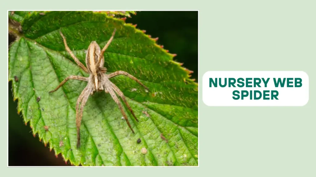 Nursery Web Spider