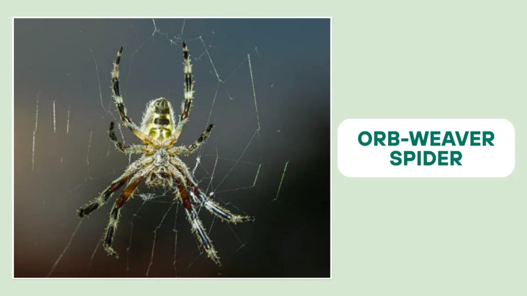 Orb-Weaver Spider