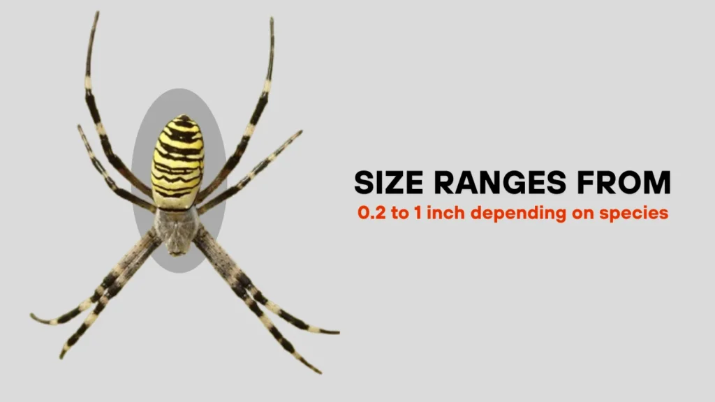 Orb-Weaver Spider Identification