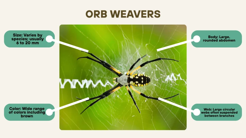 Orb Weavers (Family Araneidae)