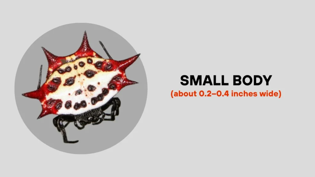 Spiny Orb-Weaver Identification