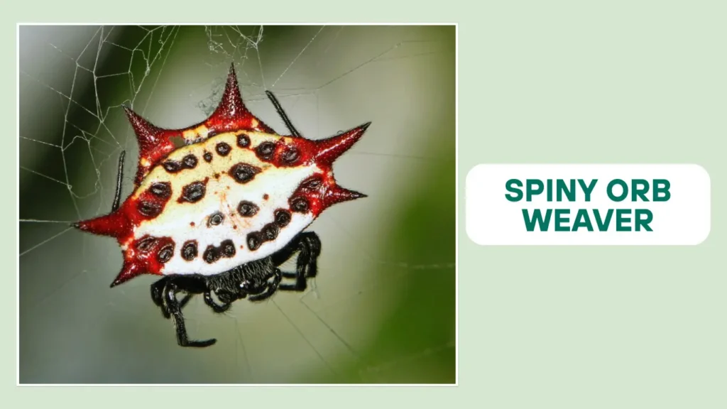Spiny Orb-Weaver