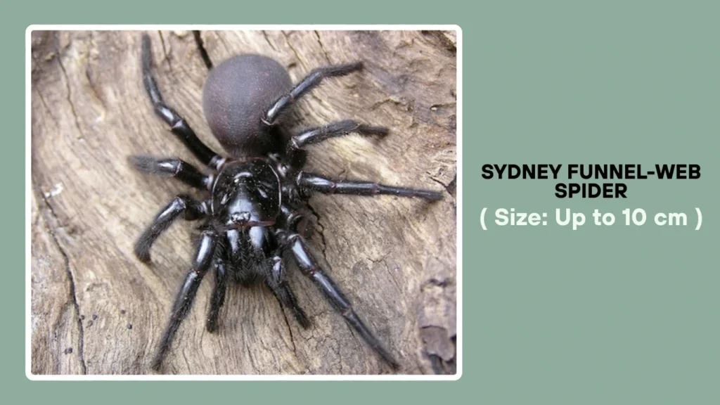 Sydney Funnel-Web Spider