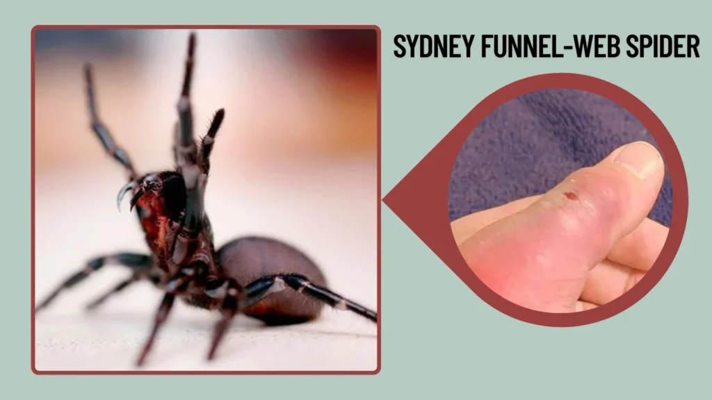 Sydney Funnel-Web Spider
