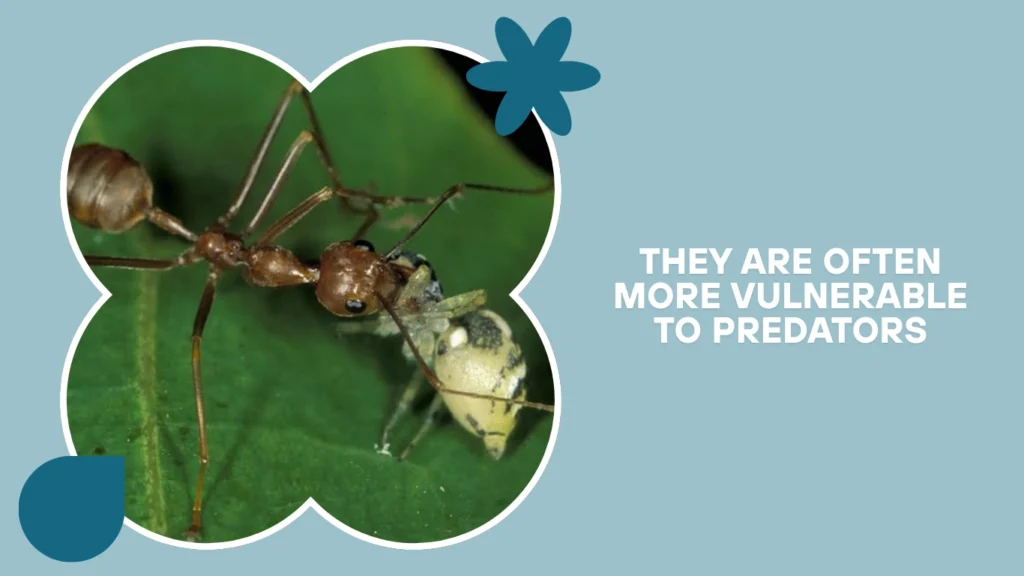 They are often more vulnerable to predators