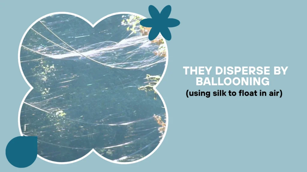  They disperse by ballooning (using silk to float in air)