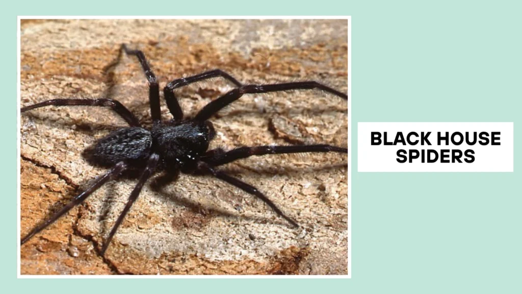 Black House Spider
