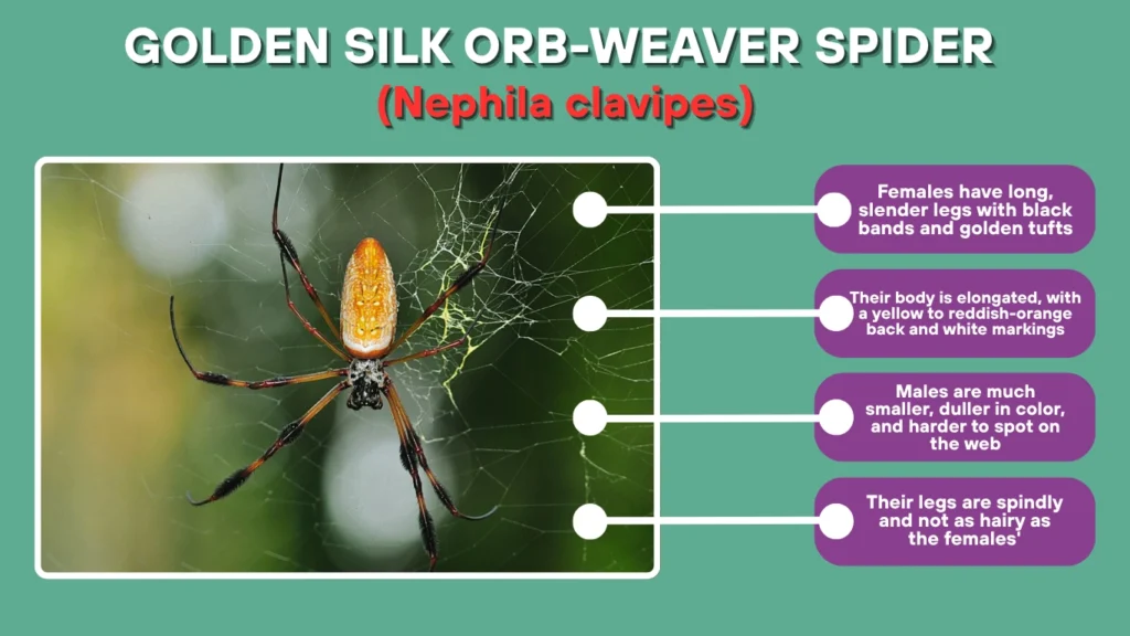 What Does a Golden Silk Orb-Weaver Look Like