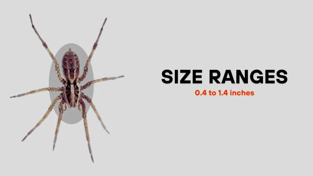 Wolf Spider Identification