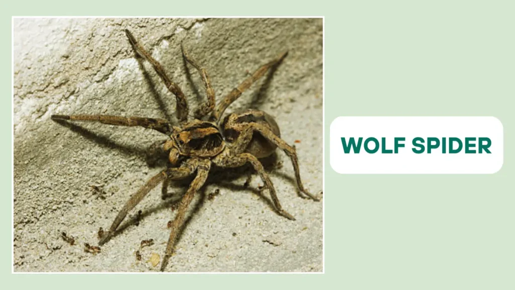 Wolf Spider