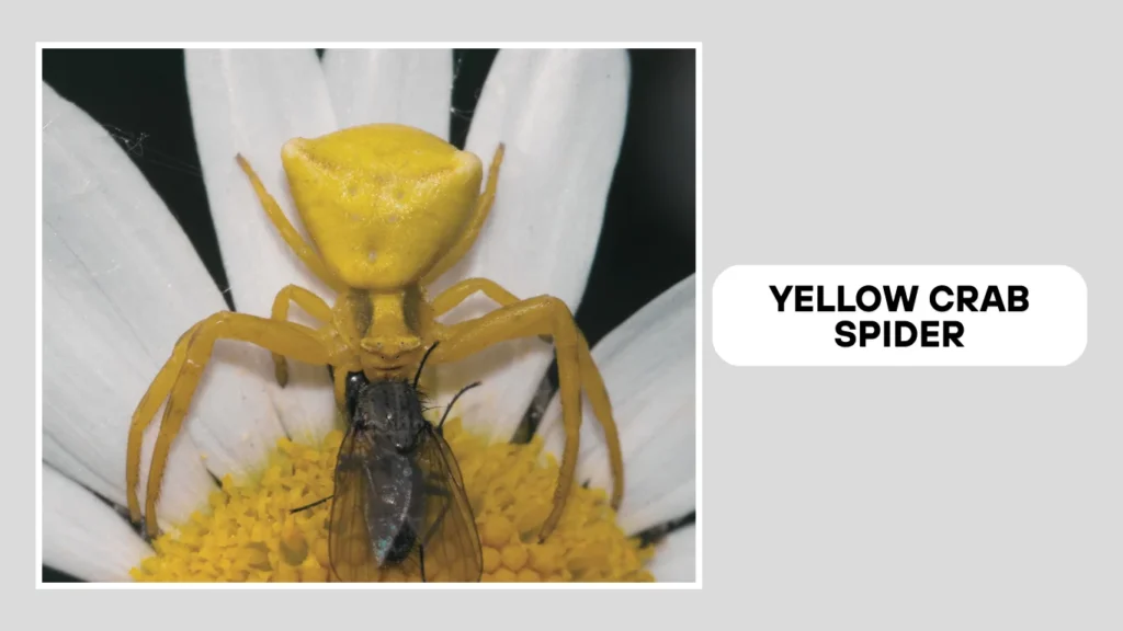 Yellow Crab Spider
