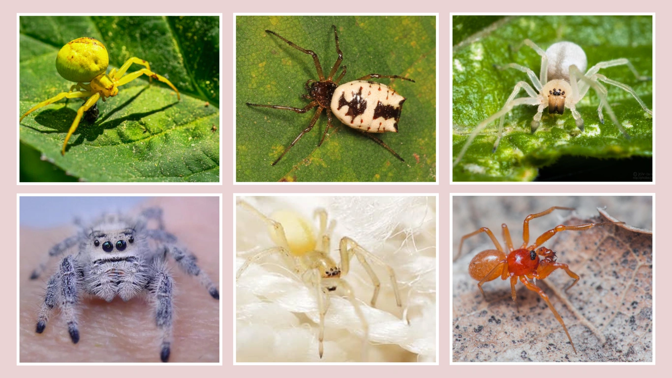 7 Tiny Cute White Spiders: Identification With Amazing Picture