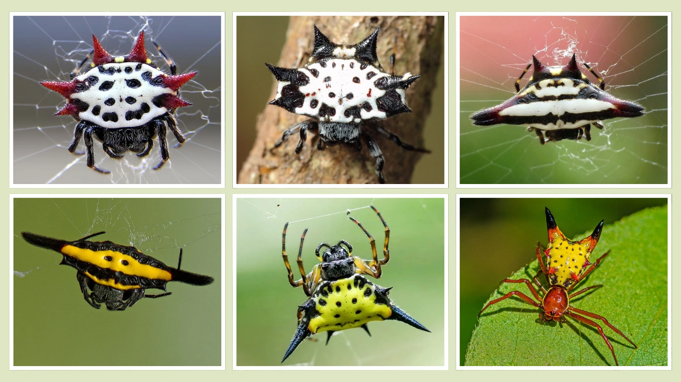 7 Types Of Spiny Orb Weavers Gasteracantha ID Pictures