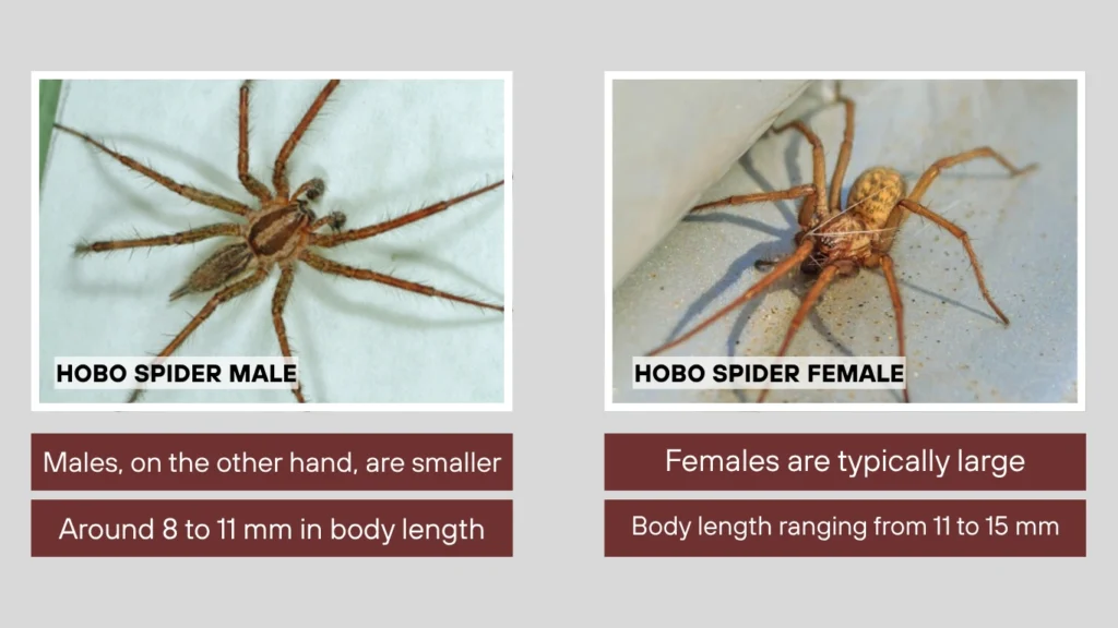 Male vs Female Hobo Spider Appearance Comparison