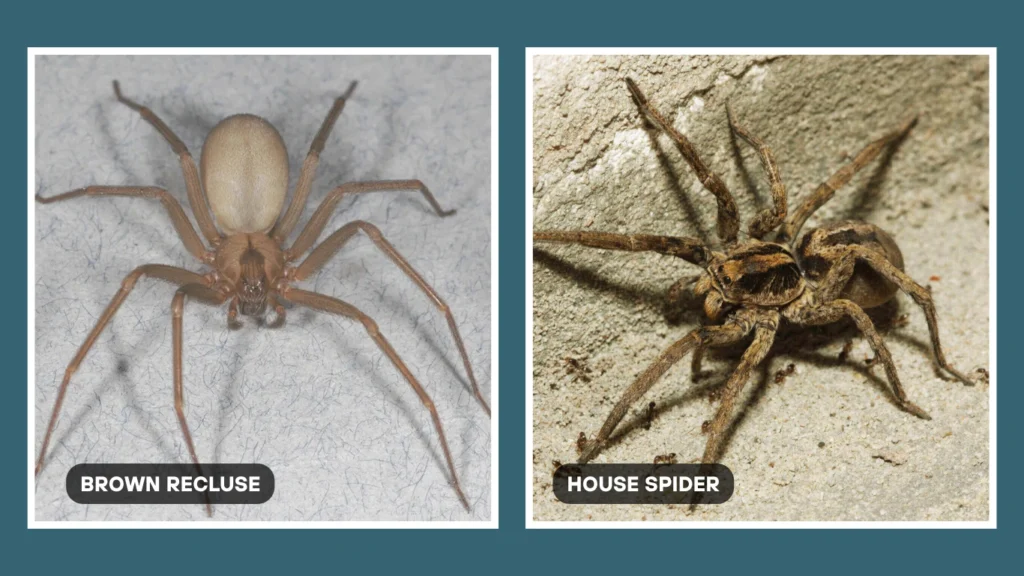 Brown Recluse vs House Spider Appearance Differences