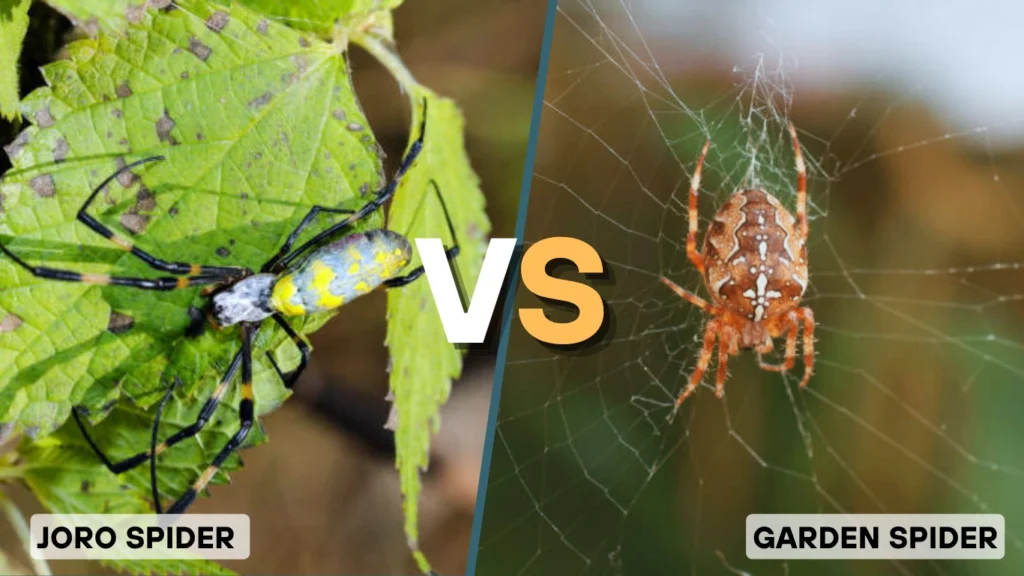 Joro Spider vs Garden Spider Appearance Differences