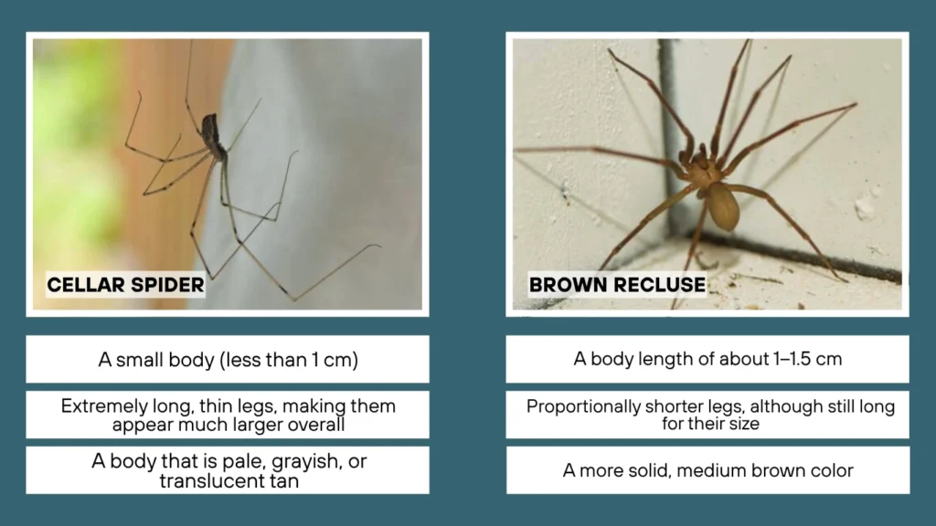 Cellar Spider vs Brown Recluse Appearance and Body Shape