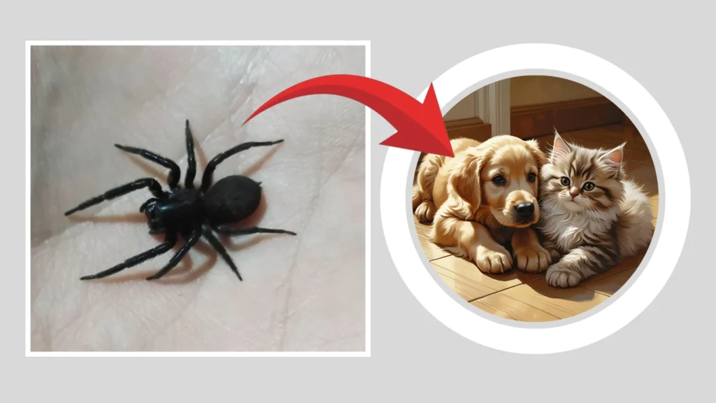 Are Black House Spiders Dangerous to Pets