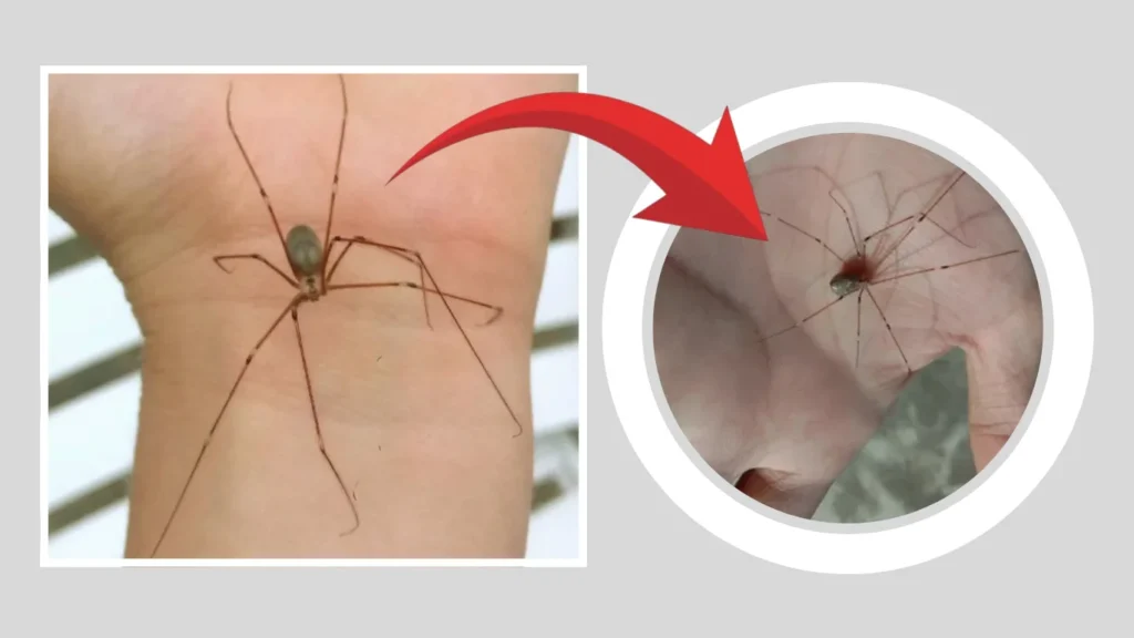 Are Cellar Spiders Friendly or Good