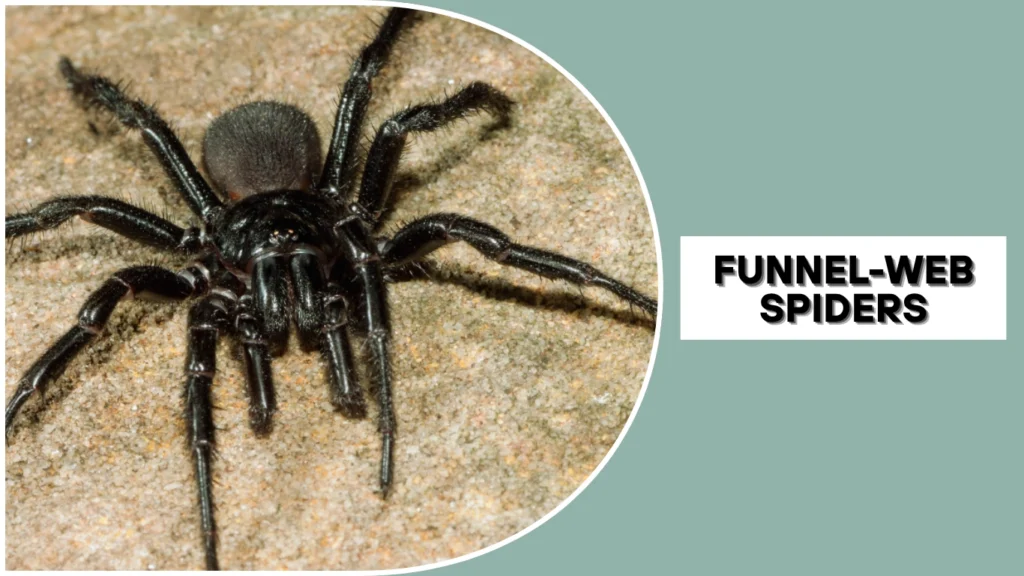 Are Funnel-Web Spiders Endangered