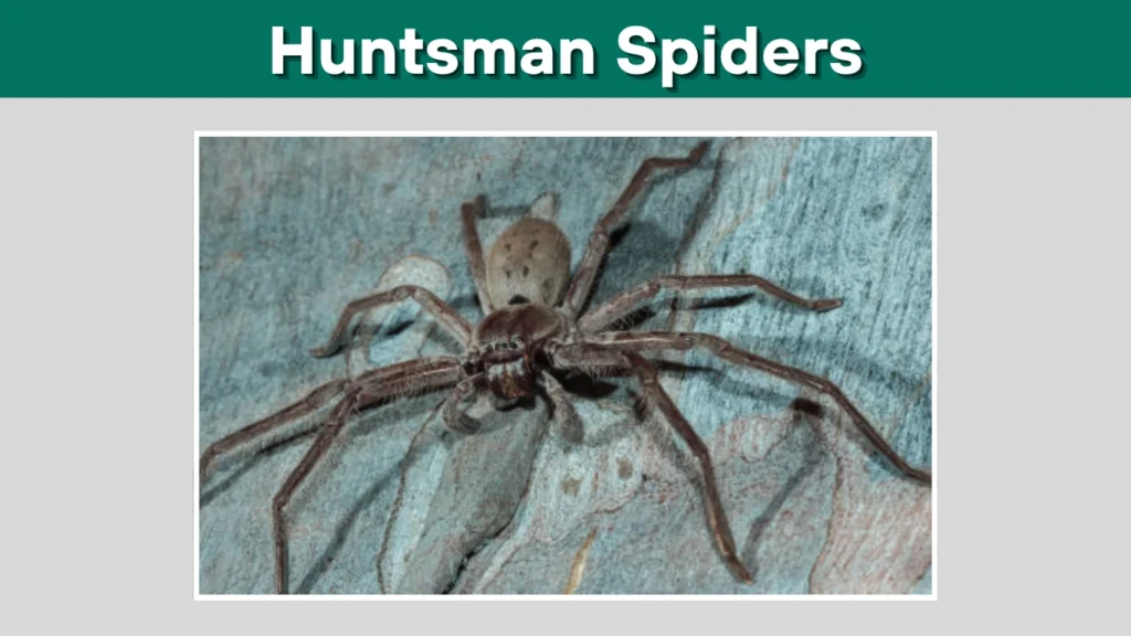 Are Huntsman Spiders Endangered