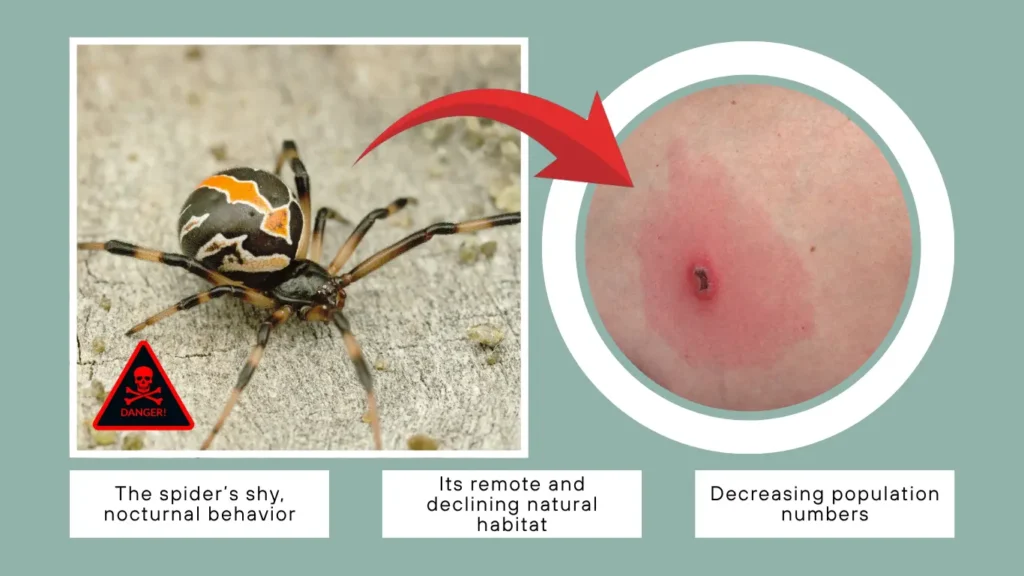 Are Katipō Spider Bites Common