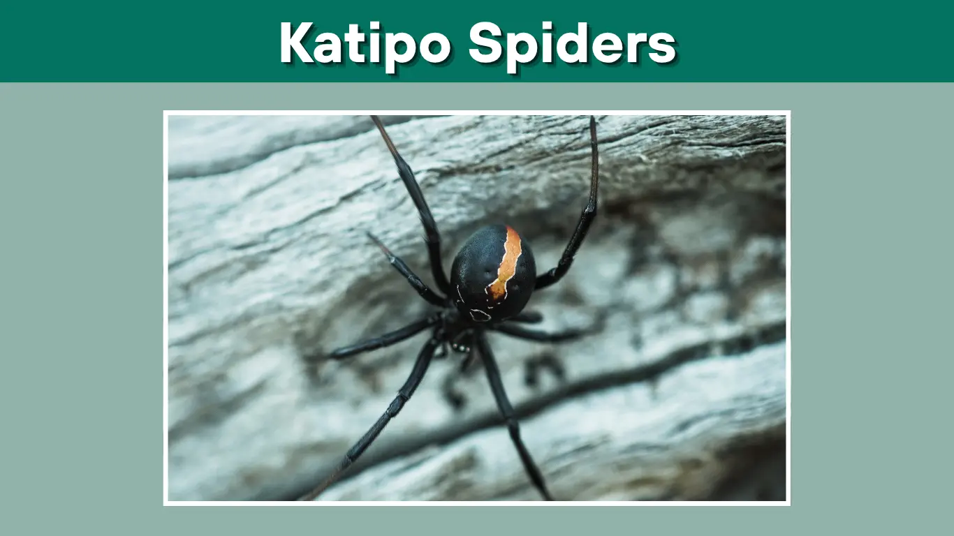 Are Katipō Spiders Dangerous or Venomous Species? 
