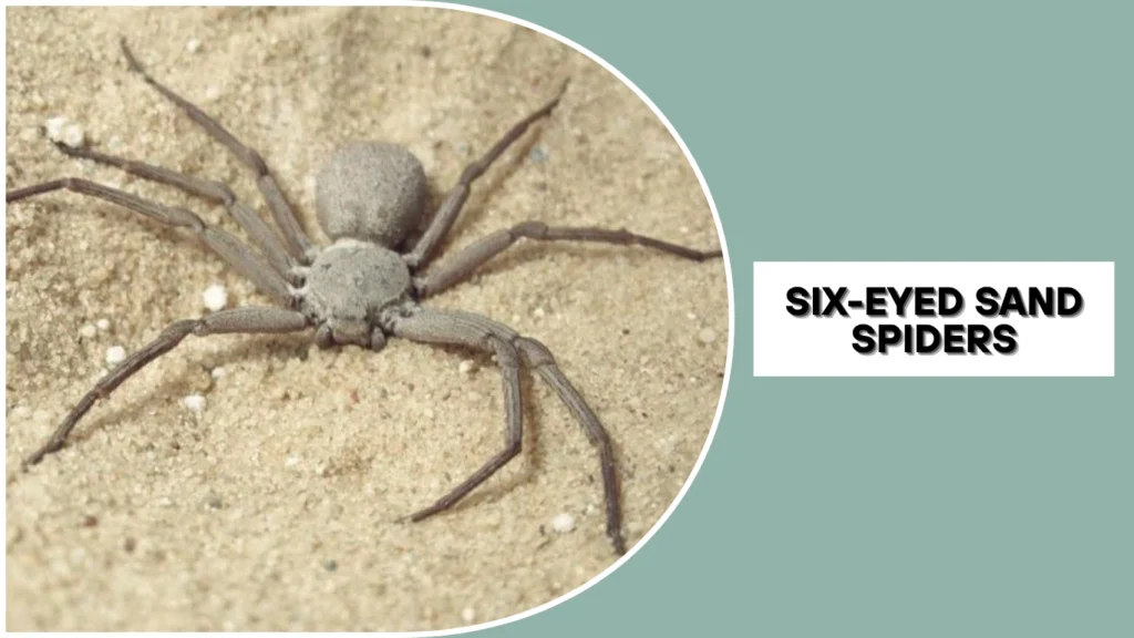 Are Six-Eyed Sand Spiders Endangered