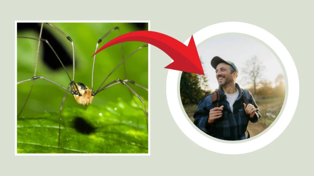 Are They Dangerous to Humans