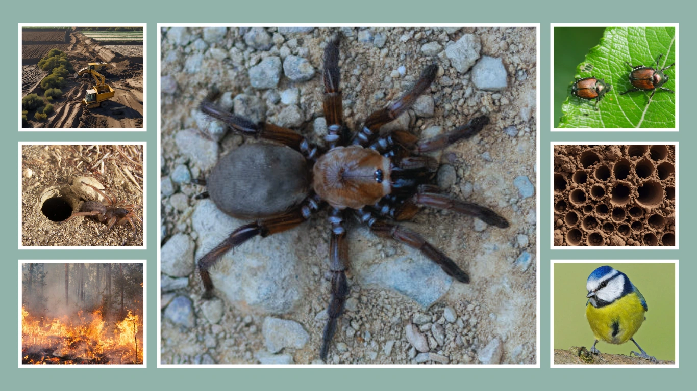 Are Trapdoor Spiders Endangered of Extinction?