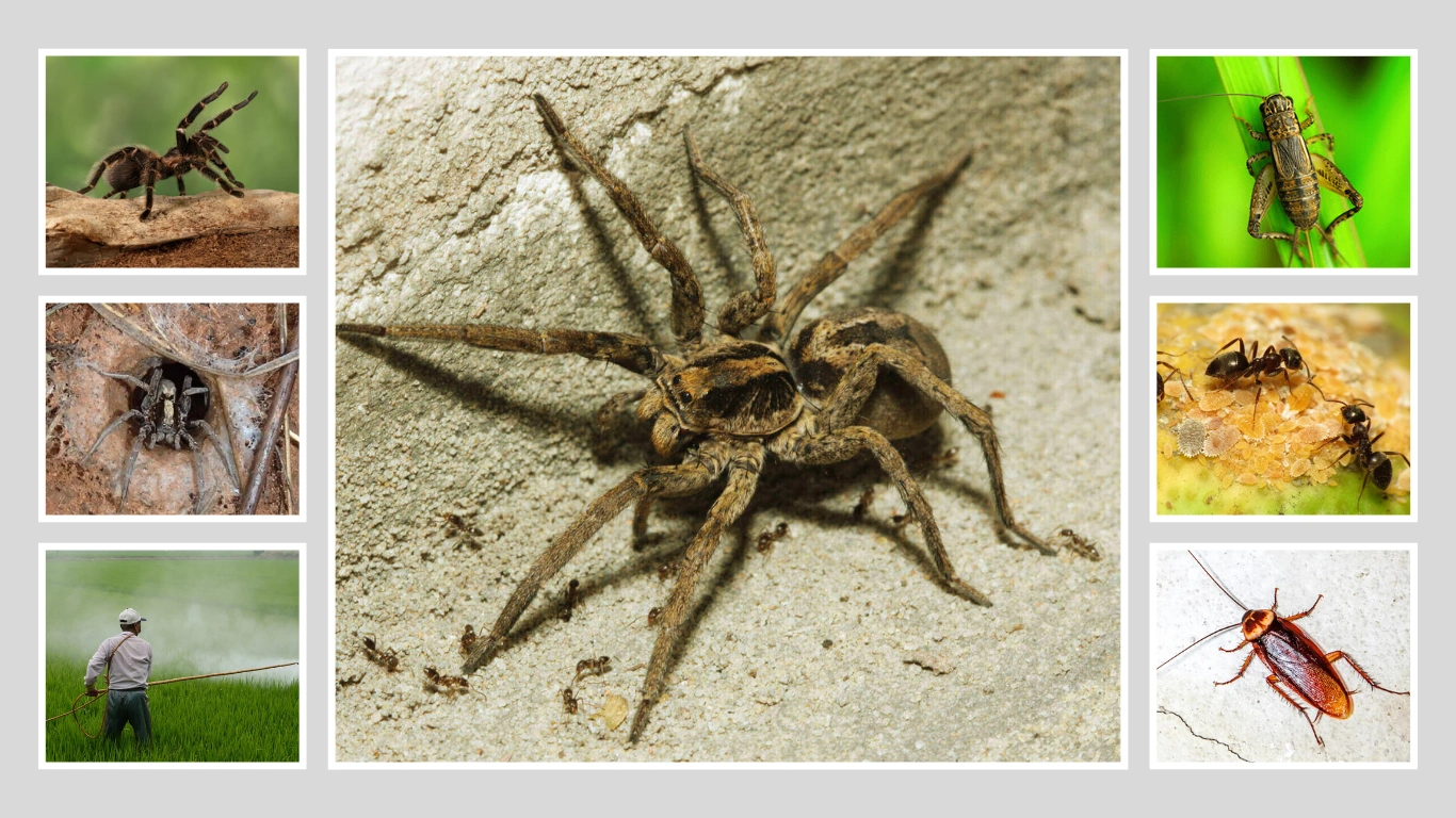 Are Wolf Spiders Endangered of Extinction? Yes or No?