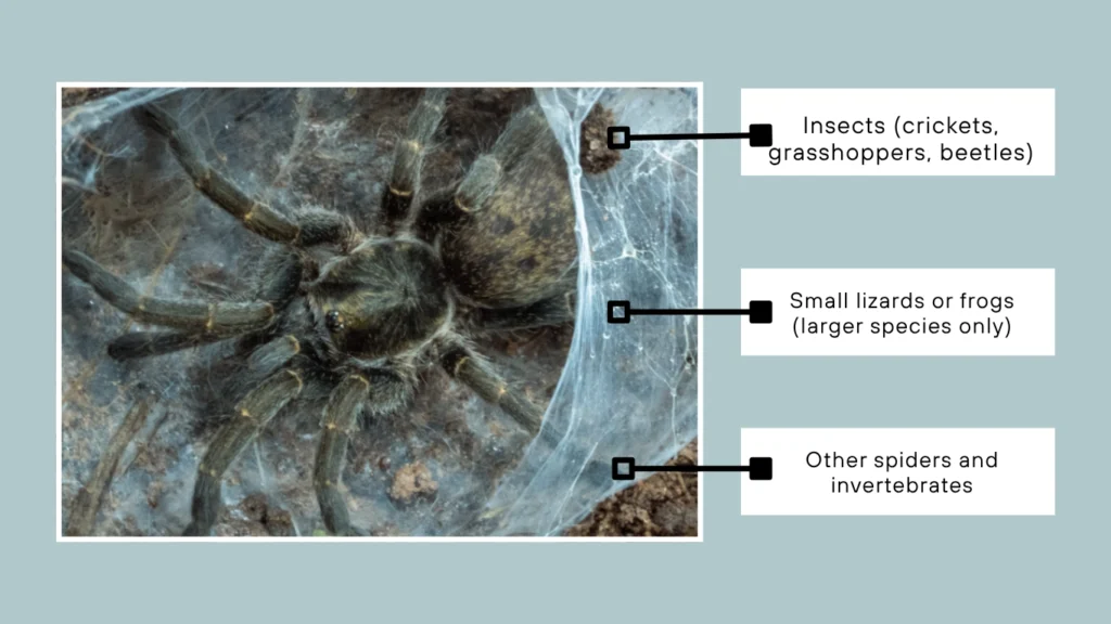 Are tarantulas carnivores