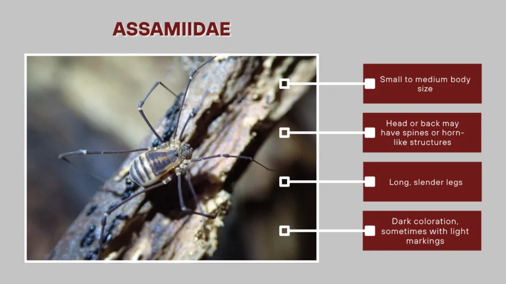 Assamiidae